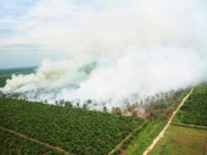 اوامر بإطلاق النار على من يشعل حرائق عمدا في غابات اندونسيا

