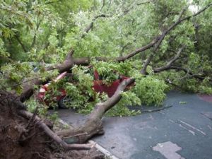 شجرة سقطت على سيارة بفعل عاصفة في موسكو
