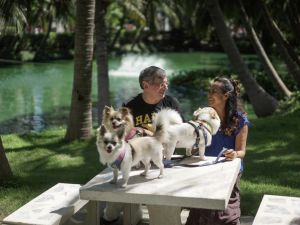 دورات مجانية للتايلانديات حول الزواج من اجانب