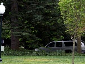 أظهرت صورة مساحة من العشب الأصفر في المكان الذي زرعت فيه الشجرة
