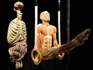 Body Worlds Vital exhibition in Auckland, New Zealand. (AFP/ File Photo)
