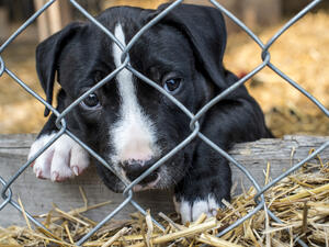 (Shutterstock/ File Photo)