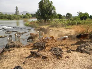 Arable land along the Nile River. (Pixabay)