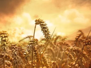 The French shipment in December was rejected for containing high levels of ergot fungus. (Pixabay)