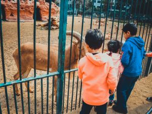 kids playing and feeding barbary sheep at giza zoo, Egypt. (Shutterstock/ File Photo)