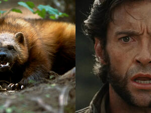 Wolverine faces reality.