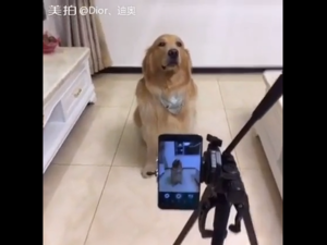 A video has gone viral on Reddit showing a doggo sitting for a photoshoot and then smiling as the photo is taken. (Screenshot from video/imgur)