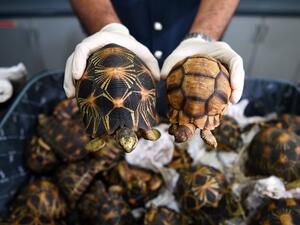 Customs officers at Kuala Lumpur International Airport in Malaysia seized 330 endangered tortoises in suitcases that had been packed in cardboard boxes and falsely labeled as "stones". (AFP) Customs officers at Kuala Lumpur International Airport in Malaysia seized 330 endangered tortoises in suitcases that had been packed in cardboard boxes and falsely labeled as "stones". (AFP)