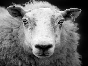 Baaad driving is bad news for a flock of Palestinian sheep. (Shutterstock)
