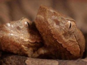 This rare two-headed copperhead snake was donated to a wildlife center (Twitter)