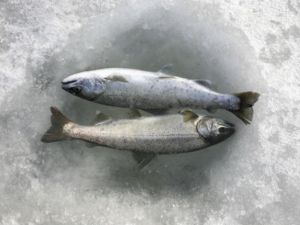 استهلاك الاسماك الغنية بالاحماض الدهنية يعتبر منذ زمن طويل غذاء سليما