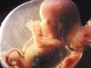 صورة تعبيرية لجنين في مرحلة التطور 
