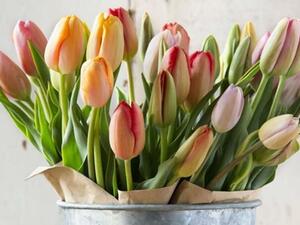 الزنبق من أجمل الزهور ذات الاطلالة الملوكية الزنبق من أجمل الزهور ذات الاطلالة الملوكية