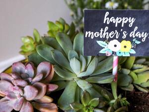 اختاري زهورا تفضلها والدتك اختاري زهورا تفضلها والدتك