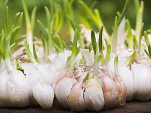 الثوم افضل صديق في مطبخك الثوم افضل صديق في مطبخك