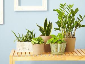 نباتات الزينة جميلة ولها فوائد عديدة نباتات الزينة جميلة ولها فوائد عديدة