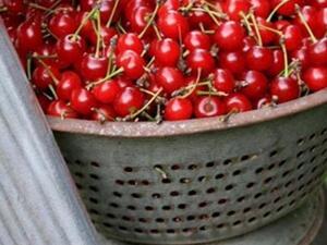 موسم الكرز الطازج 