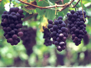 العنب مفيد للاكل وفي منتجات التجميل 