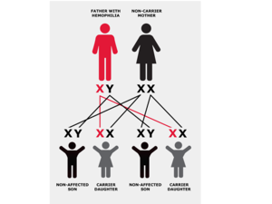 HMC urges women at risk of hemophilia to get screened for the bleeding disorde