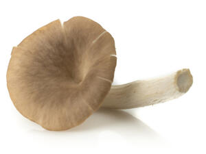 يعالج الفطر الهندي مشاكل البثور وحب الشباب والبقع الداكنة
