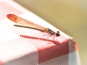 البقّ هو عبارة عن حشرة صغيرة ذات لون بُنيّ وشكل مُسطَّح بيضويّ
 البقّ هو عبارة عن حشرة صغيرة ذات لون بُنيّ وشكل مُسطَّح بيضويّ