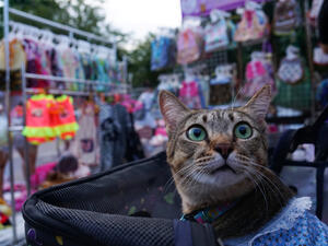 (Shutterstock/File Photo)