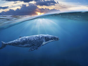Blue whale (Shutterstock/File Photo)