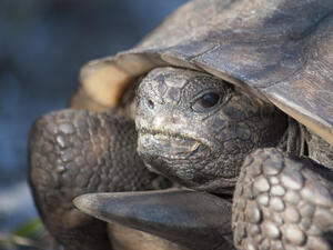 Gopher Tortoises (Shutterstock/File Photo)