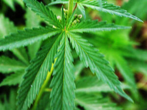 Cannabis (AFP)