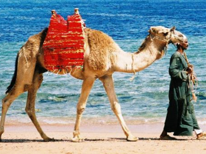 As easy as leading a camel to water...