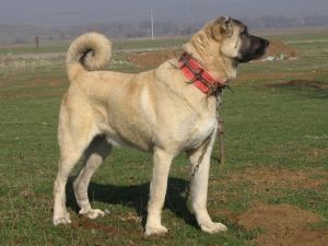 Kangal dog (Twitter)
