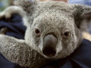 Koala Bear. (AFP)