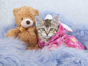 (Shutterstock/ File Photo)