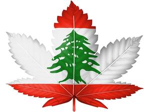 Hashish has long been cultivated illegally in Lebanon, particularly in the Bekaa Valley, historically a stronghold for Hizballah and other outlaw groups. (Shutterstock)