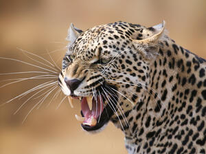 Leopard (Shutterstock/File Photo)