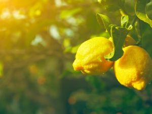 إن المحتوى الحمضي الموجود في الليمون يمكن أن يؤثر سلبًا على صحتكِ