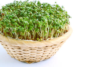 من فوائد حب الرشاد للشعر يمنع تساقط الشعر

