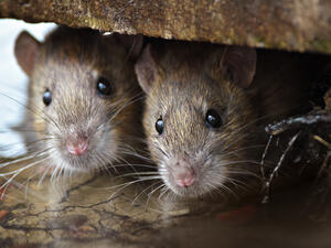 (Shutterstock/File Photo)