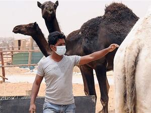 A man wears a mask while tending his camels. (AFP/File)