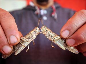 A Kuwaiti vendor shows locusts, sold as food, at a market in Kuwait City on February 21, 2019. (Yasser Al-Zayyat / AFP)