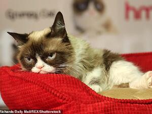 Scientists have found felines really are copycats. (Shutterstock/ File)