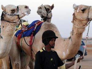 Thousands of camels on display in Saudi Arabia in world's biggest camel festival. (AFP/File)