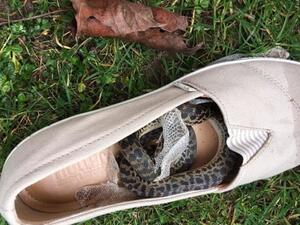 Paul Airlie was surprised when he found a snake inside a shoe. (Courtesy Paul Airlie)