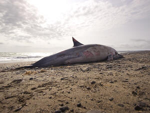 A dead Dolphin in the shore. (Shutterstock/ File Photo)