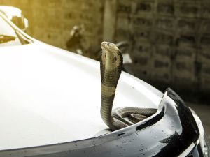 (Shutterstock/ File Photo)