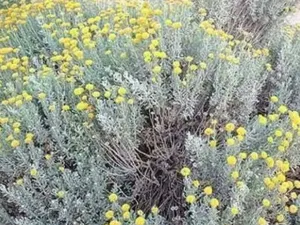 تساعد عشبة القيصوم في علاج الحُمّى

