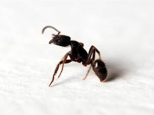 وجود النمل بالمنزل مشكلة تؤرق كل سيدة خاصًة في فصل الصيف
 وجود النمل بالمنزل مشكلة تؤرق كل سيدة خاصًة في فصل الصيف