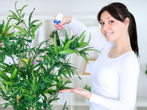 يجب تبديل التربة كل سنة أو سنتين
 يجب تبديل التربة كل سنة أو سنتين