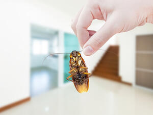 الحفاظ على نظافة المنزل تعدّ الوسيلة الأهمّ لإبعاد الحشرات الحفاظ على نظافة المنزل تعدّ الوسيلة الأهمّ لإبعاد الحشرات