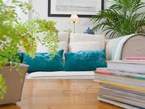 ضرورة تسميد النباتات المنزلية بشكل منتظم
 ضرورة تسميد النباتات المنزلية بشكل منتظم